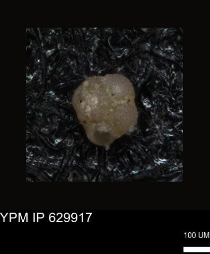 undet. Foraminiferida