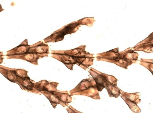Bryozoa