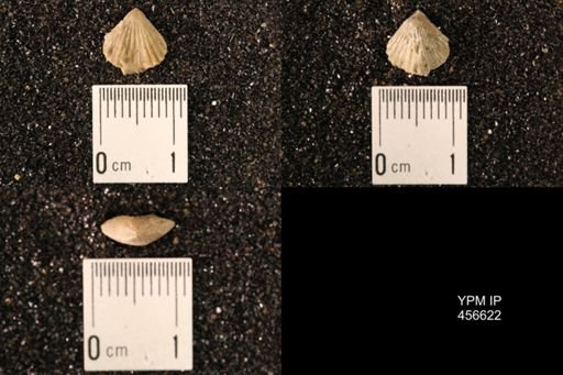 Rhynchonella dentata