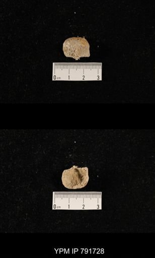 undet. Brachiopoda
