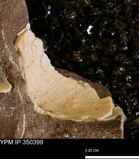 undet. Mollusca