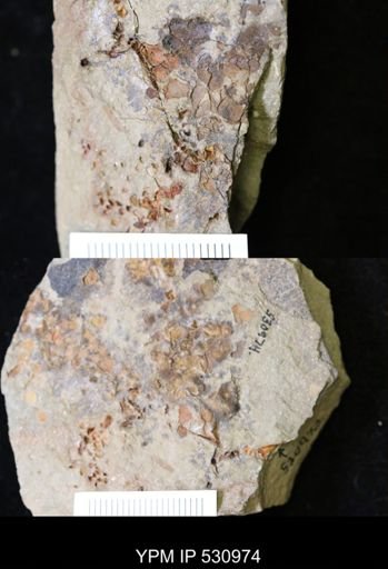 undet. Eocrinoidea