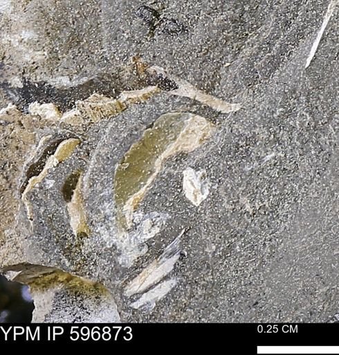 undet. Bivalvia