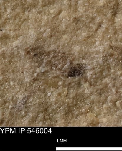 taxon undetermined