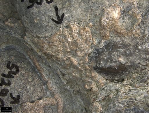 Aplocoma damesii