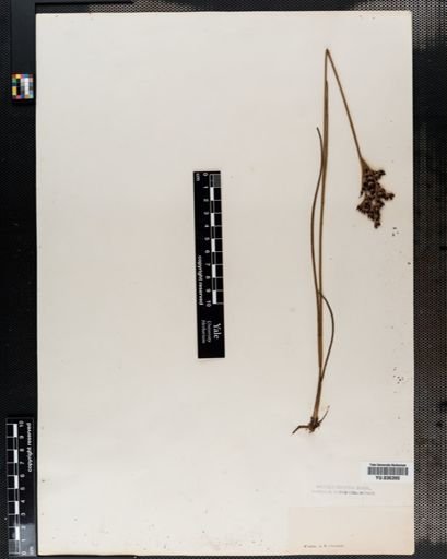 Juncus