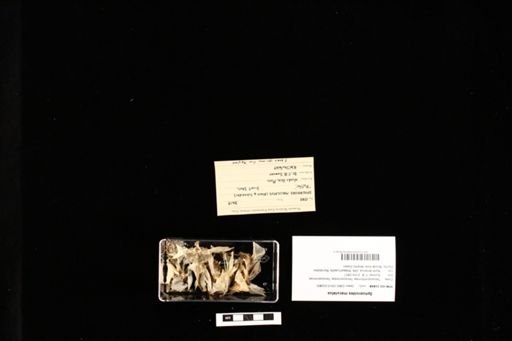 Sphoeroides maculatus