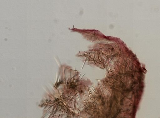 Ciocalypta gibbsi