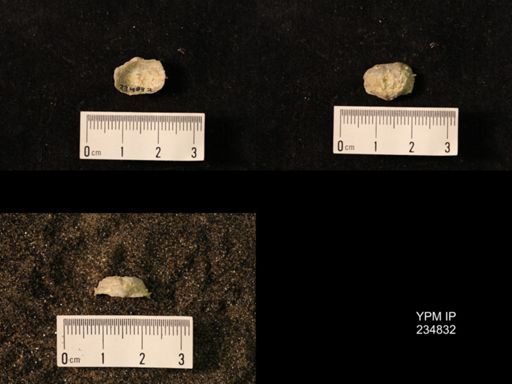 Marginifera wabashensis var. armata