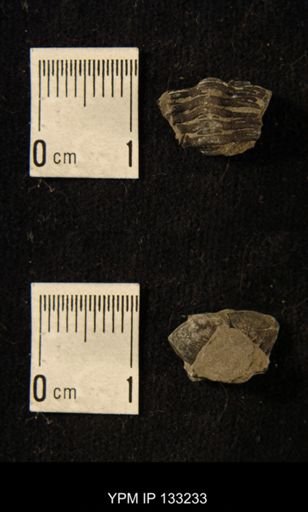 Phacops rana