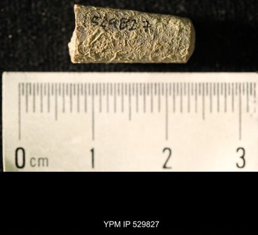 Pseudorthoceras knoxense