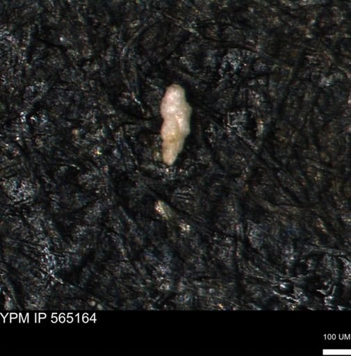 Bimonilina variana