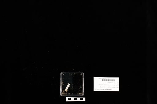 Lepidophyma flavimaculatum