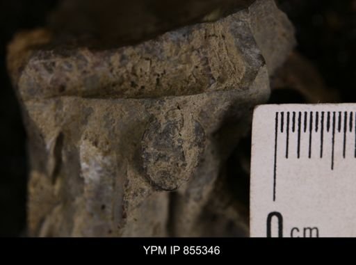 Baculites sp.