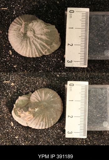 Scaphitidae