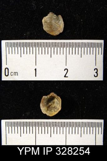 undet. Productellidae