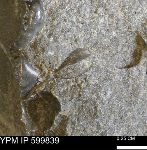 Protocardia subquadrata
