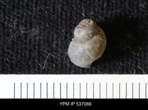 Viviparus montanaensis