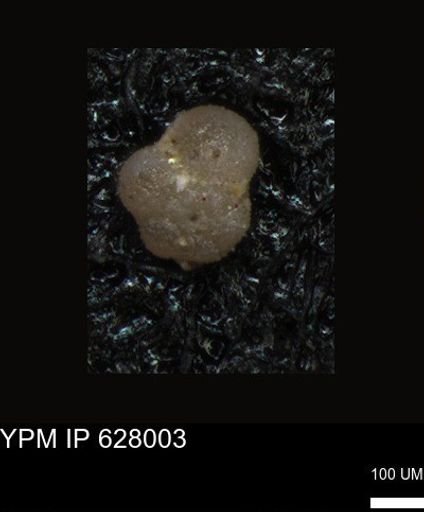 undet. Foraminiferida