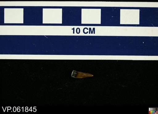 Enchodus sp.