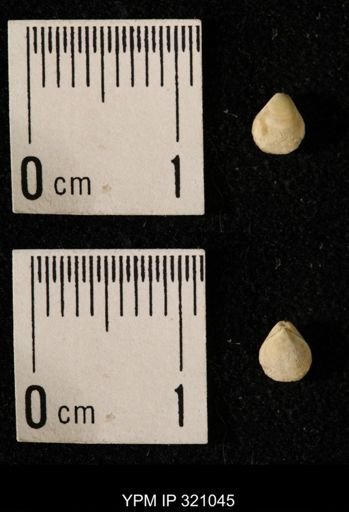 Dielasma elongatum