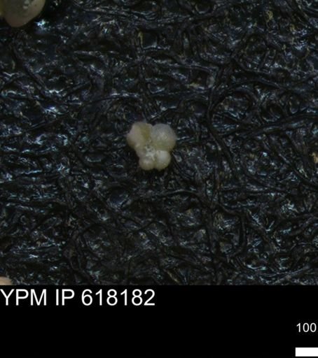 undet. Rugoglobigerinidae