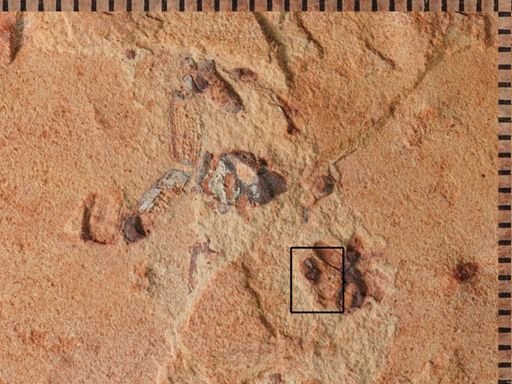 undet. Coleoptera