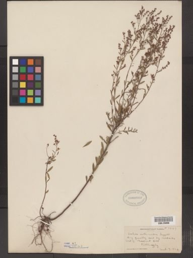 Lechea intermedia