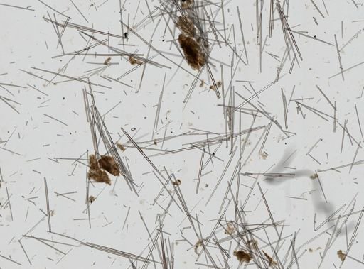 Cliona undulatus