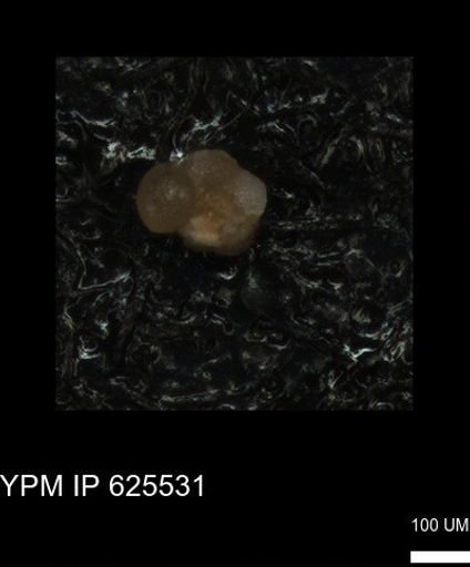 undet. Foraminiferida