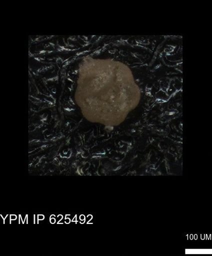 undet. Foraminiferida