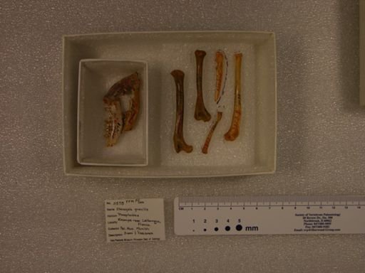 Stenogale gracilis