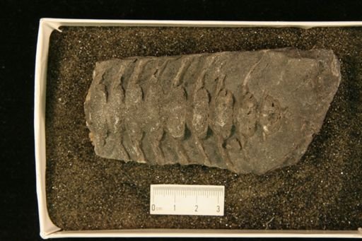 Actinoceras tenuifilum