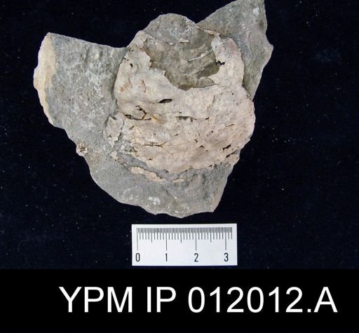 Lyttonia nobilis americanus