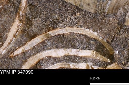 undet. Bivalvia