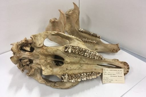 Tapirus bairdii