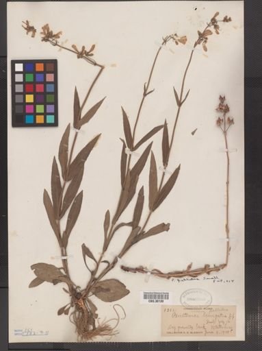 Penstemon pallidus