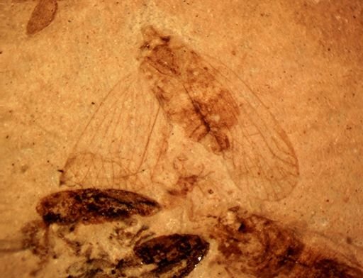 undet. Auchenorrhyncha