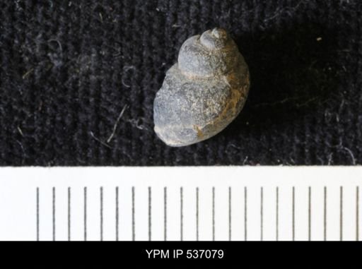 Viviparus montanaensis