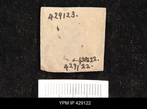 undet. Hymenoptera