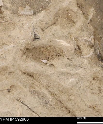 undet. Mollusca