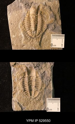 Trilobita