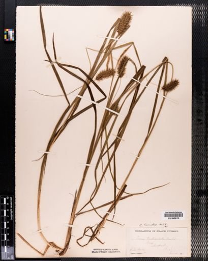 Carex lurida