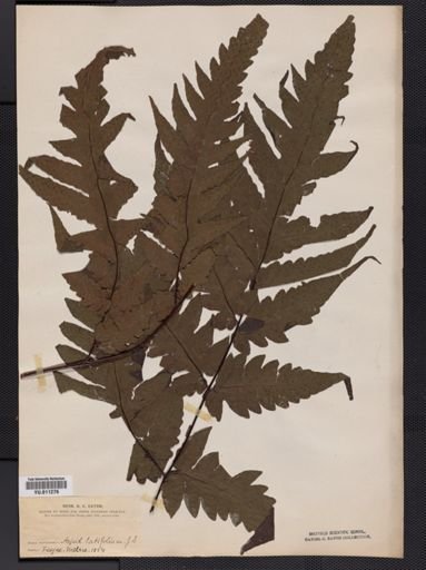 Aspidium