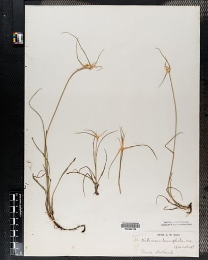 Plantae
