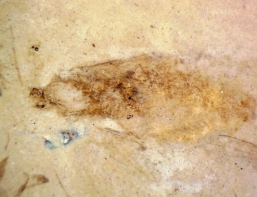 undet. Hexapoda