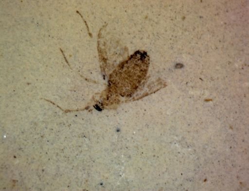 Diptera?