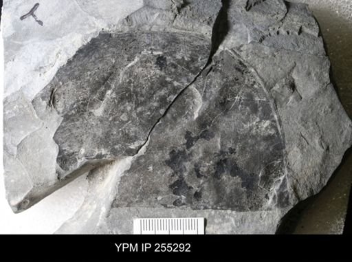 Eurypterus sp.