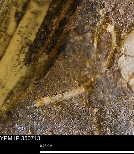 undet. Bivalvia