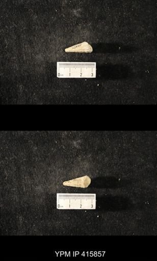 Conularia crustula